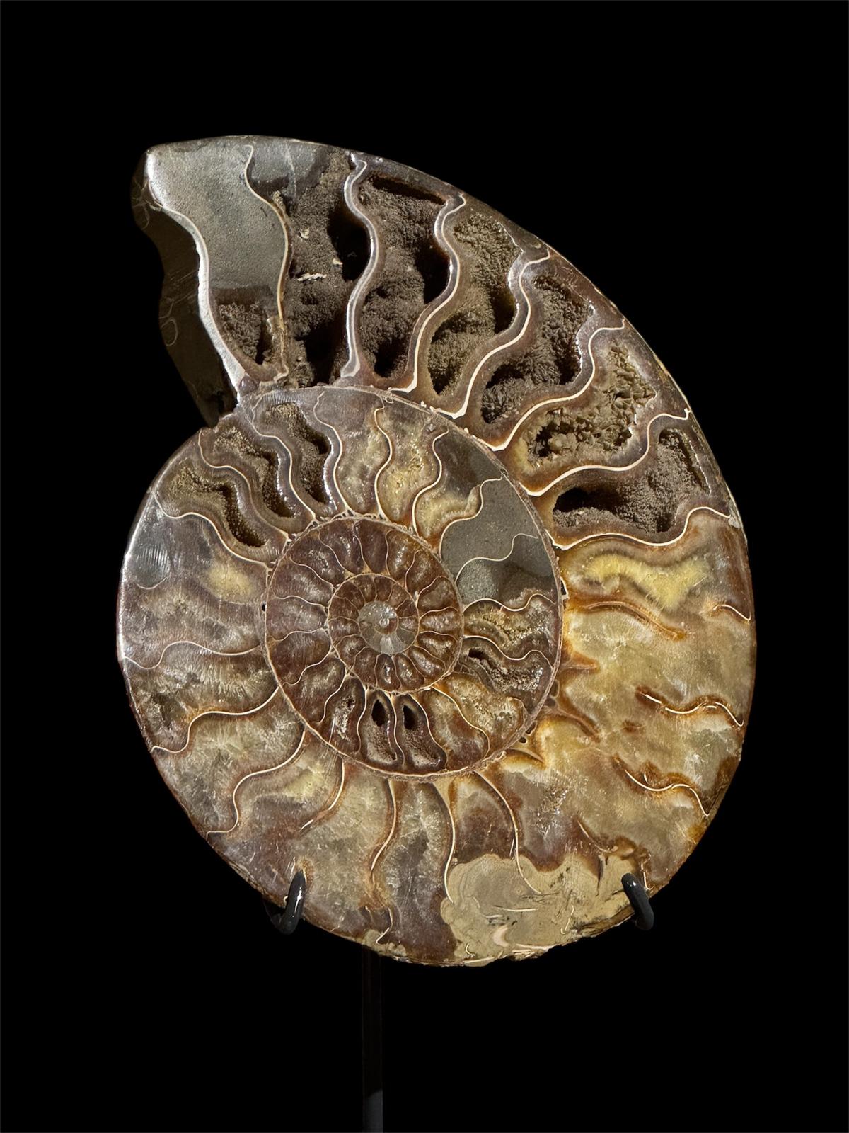 Ammonite Cleoniceras