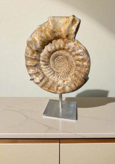 Ammonite kranaosphinctes