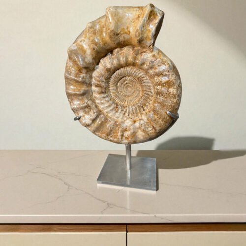 Ammonite kranaosphinctes