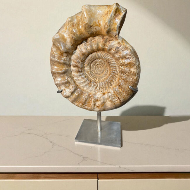 Ammonite kranaosphinctes