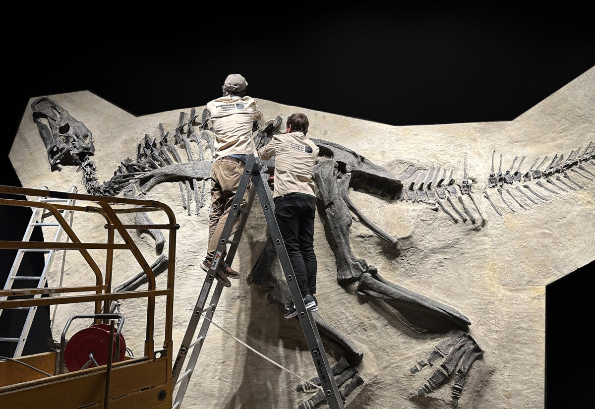 Montage Edmontosaurus