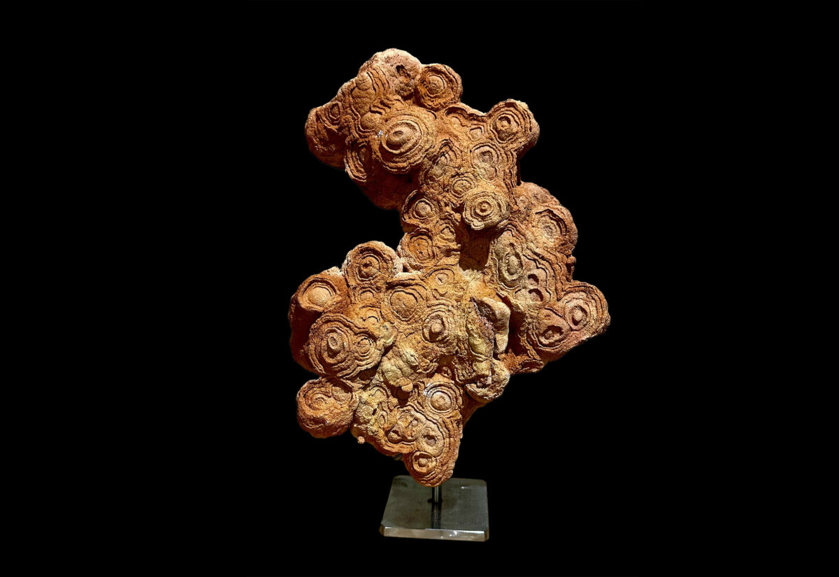 Stroma - Fossile