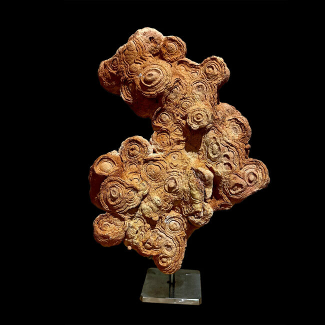 Stroma - Fossile