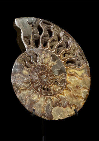 Cleoniceras – Mahajanga, Madagascar