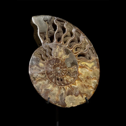 Cleoniceras – Mahajanga, Madagascar
