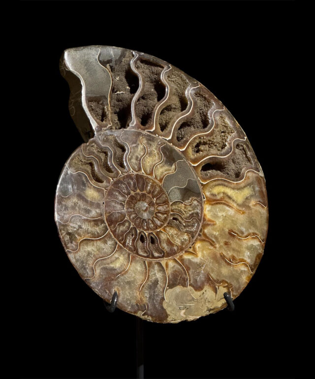 Cleoniceras – Mahajanga, Madagascar