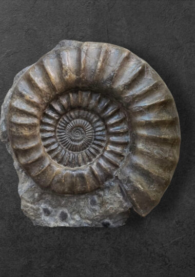 Arrietites bucklandi – Tübingen, Allemagne