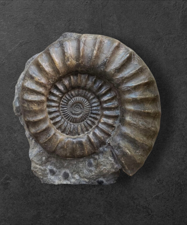 Arrietites bucklandi – Tübingen, Allemagne