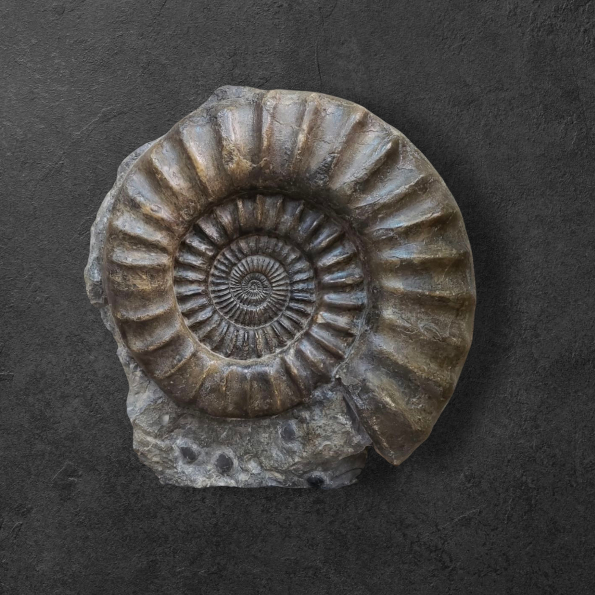 Arrietites bucklandi