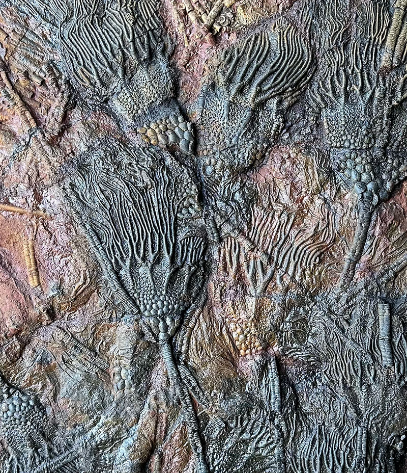 Crinoid – Erfoud, Morocco