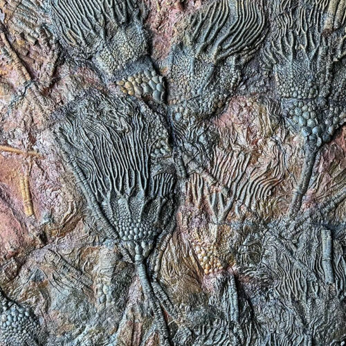 Crinoïde – Erfoud, Maroc