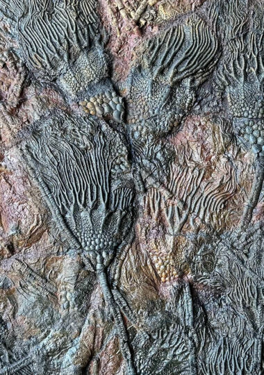 Crinoid – Erfoud, Morocco