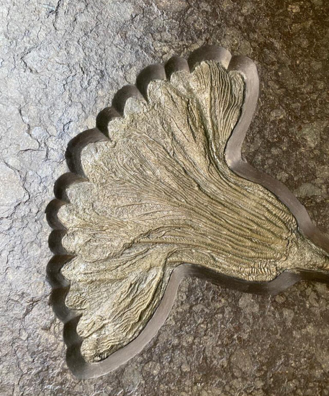 Crinoïde – “Lys marin”