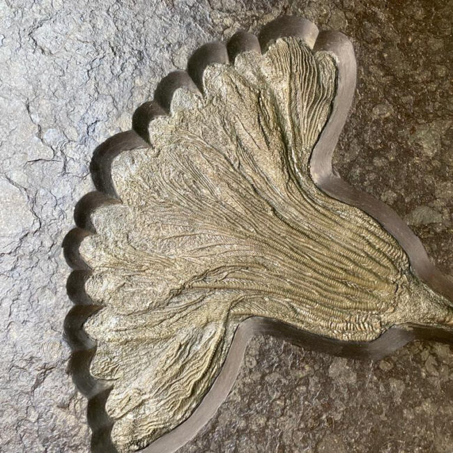 Crinoïde – “Lys marin”