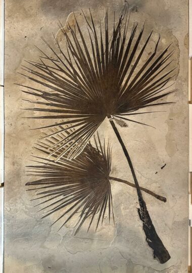 Unique palm leaves pair