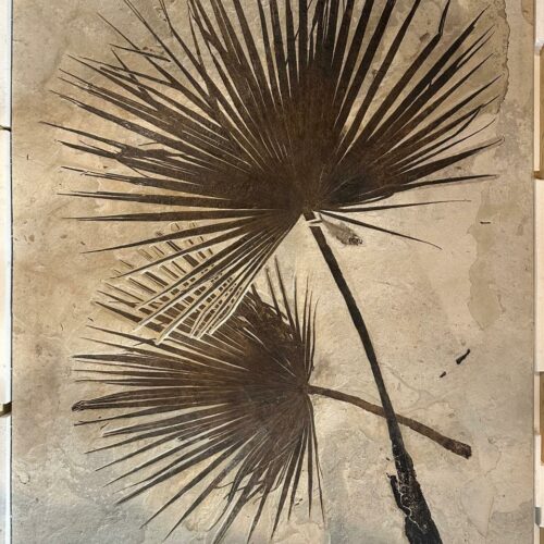 Unique palm leaves pair