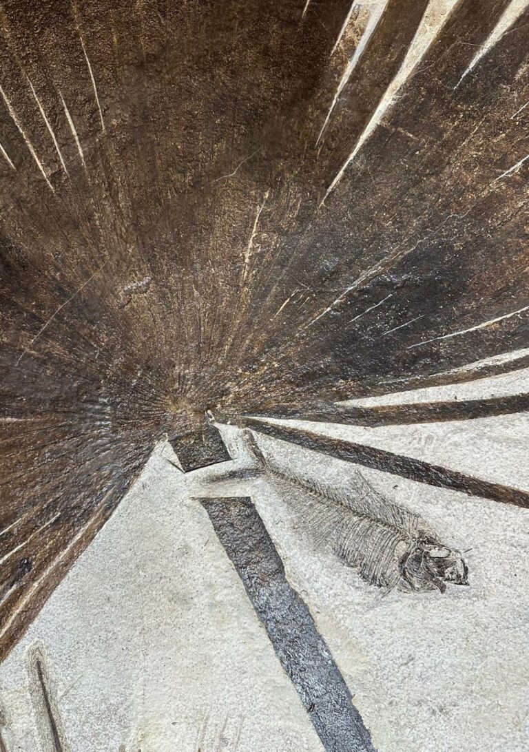 Unique palm leaves pair